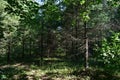 Mixed forest. Coniferous spruce and pine trees. Birch grove