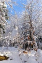 Mixed forest covered with fresh heavy snow in winter, Hala Slowianka, Beskid Mountains, Wegierska Gorka, Poland