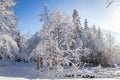 Mixed forest covered with fresh heavy snow in winter, Hala Slowianka peak, Beskid Mountains, Wegierska Gorka, Poland
