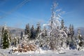 Mixed forest covered with fresh heavy snow in winter, Hala Slowianka peak, Beskid Mountains, Wegierska Gorka, Poland