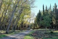 Mixed Forest In Nebrodi Park, Sicily