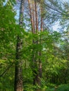 Mixed forest, deciduous and coniferous on a bright summer day, bright foliage on tree crowns. High crowns of trees are directed to