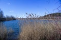 Mixed forest by the lake in early spring. The beginning of spring in the northern countries Royalty Free Stock Photo