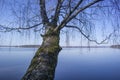 Mixed forest by the lake in early spring. The beginning of spring in the northern countries Royalty Free Stock Photo