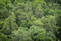 Mixed forest from Pajstun castle, Little Carpathians, Slovakia