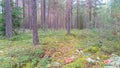 In a mixed forest, pine, birch, spruce and juniper grow. The soil is covered with grass, moss and in some places bushes of forest