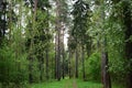 Mixed forest, spruce, pine, deciduous trees. Forest road. Green grass and leaves. The sky Royalty Free Stock Photo