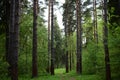 Mixed forest, spruce, pine, deciduous trees. Forest road. Green grass and leaves. The sky Royalty Free Stock Photo