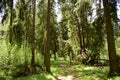 Mixed forest, spruce, pine, deciduous trees. Forest road. Green grass and leaves. The sky Royalty Free Stock Photo