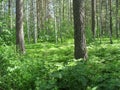 Mixed forest. Summer landscape