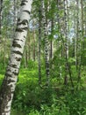 Mixed forest. Summer landscape