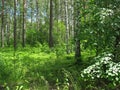 Mixed forest. Summer landscape Royalty Free Stock Photo
