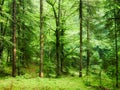 Mixed forest at sunset. Caucasus. Russia. The Caucasian reserve.