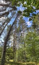 Mixed forest with tall pines reaching towards a bright blue sky