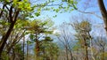 Mixed forest in top of the mountain TenjoYama, Japan. Branches of trees and bushes. Landscape. Mount Fuji in the background Royalty Free Stock Photo