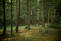 Mixed forest with walkway, green grass and trees (