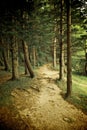 Mixed forest with walkway, green grass and trees (