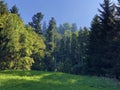 Mixed forests and thinned out trees on the slopes on the slopes of the Buochserhorn mountain and by the lake Lucerne