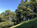 Mixed forests and thinned out trees on the slopes on the slopes of the Buochserhorn mountain and by the lake Lucerne