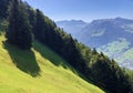 Mixed forests and thinned out trees on the slopes on the slopes of the Buochserhorn mountain and by the lake Lucerne