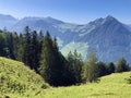 Mixed forests and thinned out trees on the slopes on the slopes of the Buochserhorn mountain and by the lake Lucerne