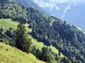 Mixed forests and thinned out trees on the slopes on the slopes of the Buochserhorn mountain and by the lake Lucerne