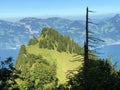 Mixed forests and thinned out trees on the slopes on the slopes of the Buochserhorn mountain and by the lake Lucerne