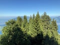 Mixed forests and thinned out trees on the slopes on the slopes of the Buochserhorn mountain and by the lake Lucerne