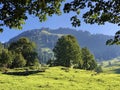 Mixed forests and thinned out trees on the slopes on the slopes of the Buochserhorn mountain and by the lake Lucerne