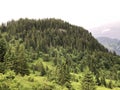 Mixed forests and trees in the Sihltal valley and by the artifical Lake Sihlsee, Studen - Canton of Schwyz, Switzerland