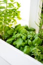 Mixed fresh aromatic herbs growing in pot, urban balcony garden with houseplants closeup Royalty Free Stock Photo
