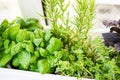 Mixed fresh aromatic herbs growing in pot, urban balcony garden with houseplants closeup