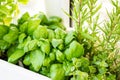 Mixed fresh aromatic herbs growing in pot, urban balcony garden with houseplants closeup