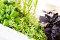 Mixed fresh aromatic herbs growing in pot, urban balcony garden with houseplants closeup Royalty Free Stock Photo