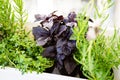 Mixed fresh aromatic herbs growing in pot, urban balcony garden with houseplants closeup Royalty Free Stock Photo