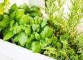 Mixed fresh aromatic herbs growing in pot, urban balcony garden with houseplants closeup Royalty Free Stock Photo
