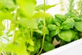 Mixed fresh aromatic herbs growing in pot, urban balcony garden with houseplants closeup Royalty Free Stock Photo