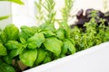 Mixed fresh aromatic herbs growing in pot, urban balcony garden with houseplants closeup Royalty Free Stock Photo