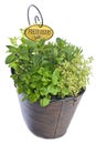 Mixed Fresh Herbs in a Basket Royalty Free Stock Photo
