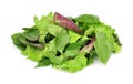 Mixed fresh salad leaves Royalty Free Stock Photo