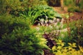 Mixed garden border with heuchera and other perennials