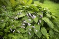 Mixed garden shady border with different hostas in spring