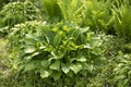 Mixed garden shady border with different hostas in spring