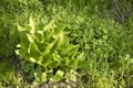 Mixed garden shady border with different hostas in spring