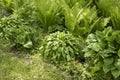 Mixed garden shady border with different hostas in spring