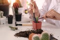 Mixed gardening. Woman doing a hobby garden Agriculture propagate and reproducing cactus on pot. Royalty Free Stock Photo
