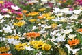 mixed Gazania's in a garden Royalty Free Stock Photo