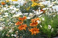 mixed Gazania's in a garden Royalty Free Stock Photo