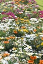 mixed Gazania's in a garden Royalty Free Stock Photo