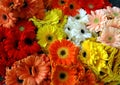 Mixed gerbera daisy bouqet Royalty Free Stock Photo